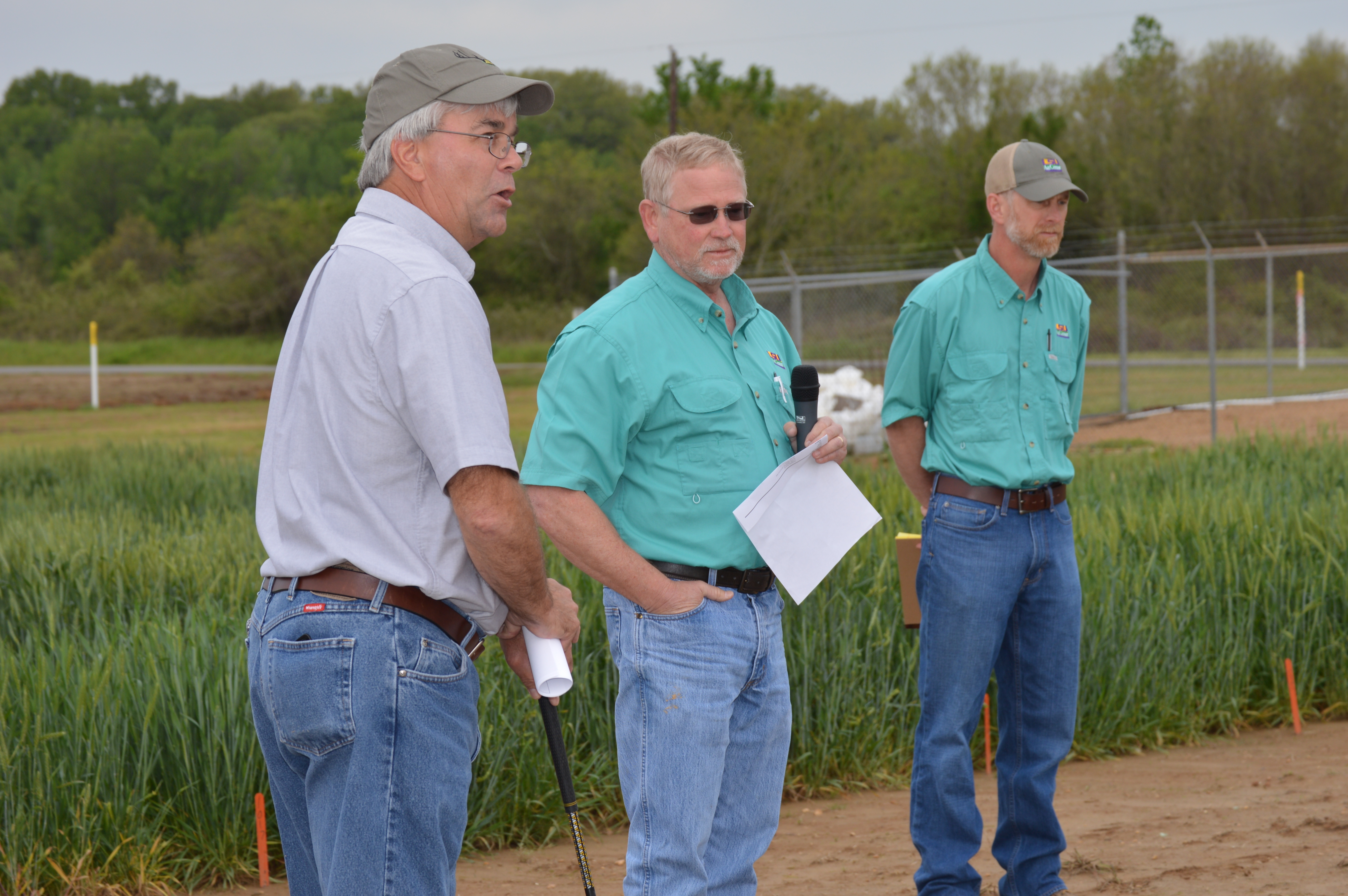 Louisiana-named fungus troubles wheat crop